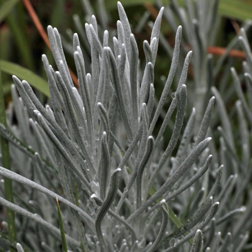 Helichrysum stoechas 'White Barn'