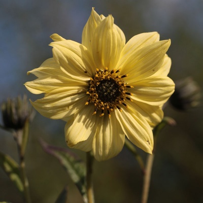 Helianthus giganteus 'Sheila's Sunshine'