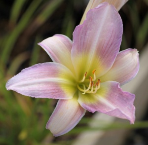 Hemerocallis 'Catherine Woodbery'