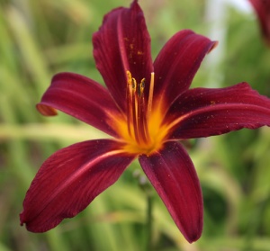 Hemerocallis 'Crimson Pirate'