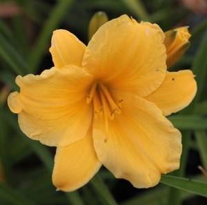 Hemerocallis 'Eenie-weenie Non-stop'