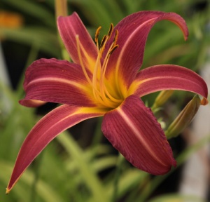 Hemerocallis 'Pink Charm'