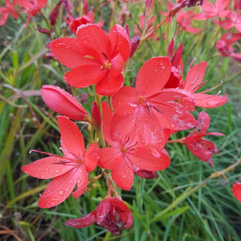 Hesperantha coccinea 'Major'