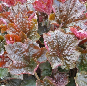 Heuchera americana 'Harry Hay'