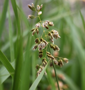 Hierochloe odorata