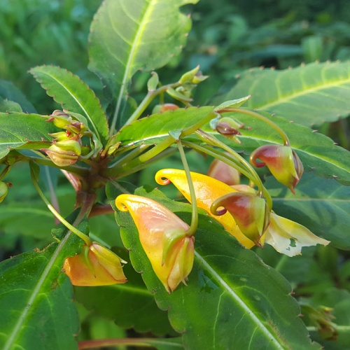 Impatiens omeiana 'Red Leaf'