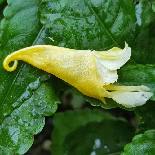 Impatiens omeiana 'Ice Storm'