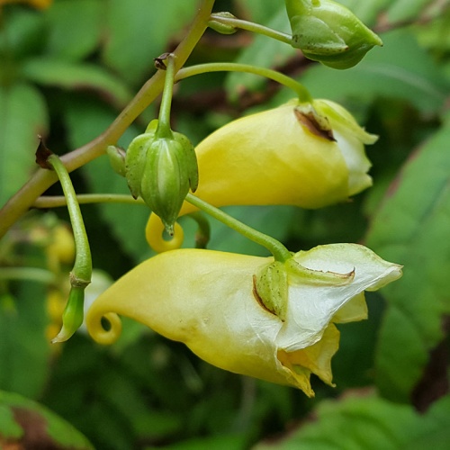 Impatiens pritzelii 'Sichuan Gold'