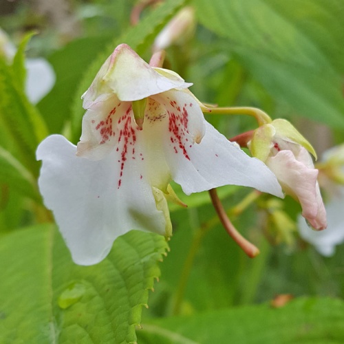 Impatiens tinctoria from Cherangani, Kenya