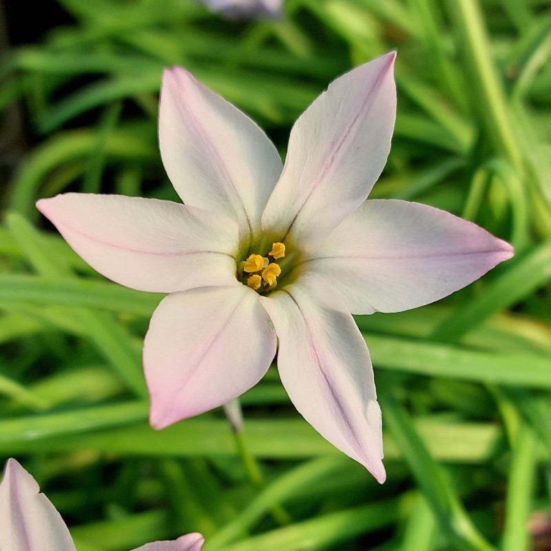 Ipheion uniflorum 'Miss Hannah'