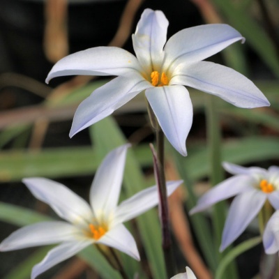 Ipheion uniflorum ssp. tandiliense