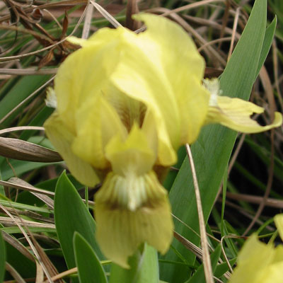 Iris attica yellow flowered