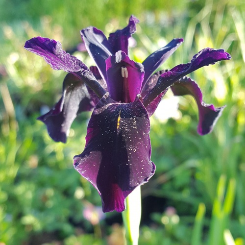 Iris chrysographes black-flowered