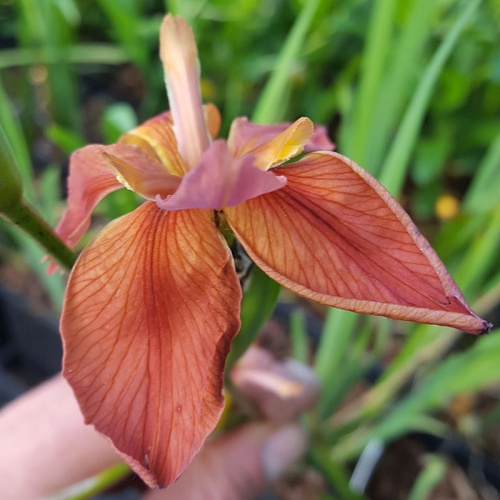 Iris fulva