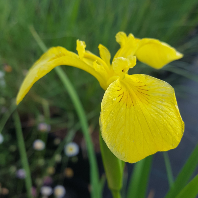 Iris mzchetica