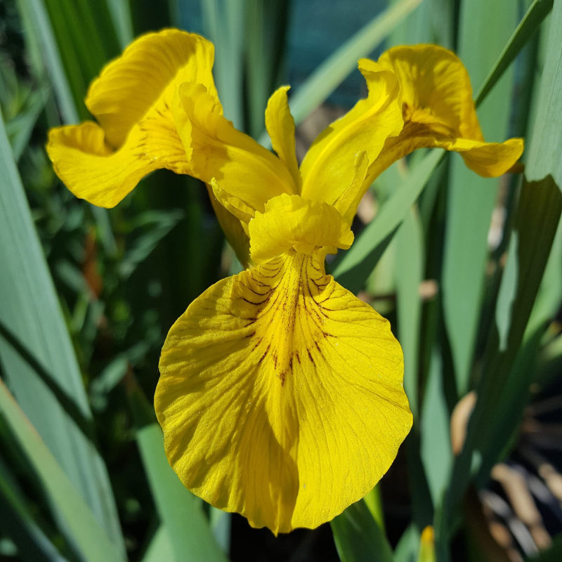 Iris pseudacorus 'Esk'