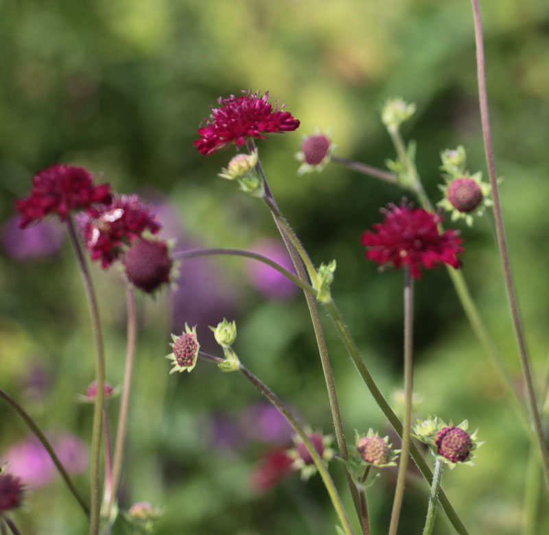 Knautia macedonica