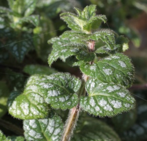 Lamium galeobdolon 'Kirkcudbright Dwarf'