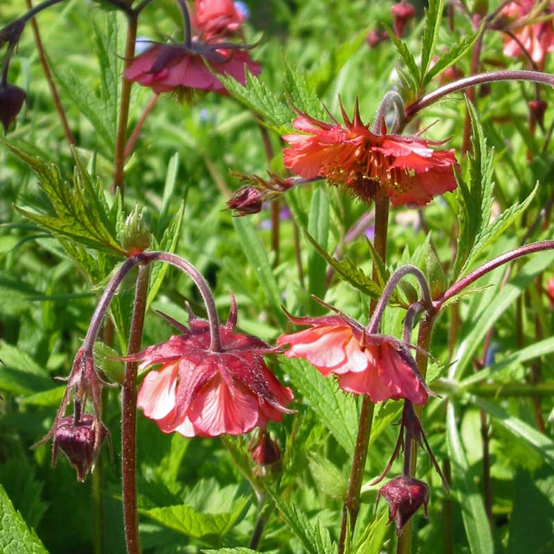 Geum 'Bell Bank' The Plantsman's Preference