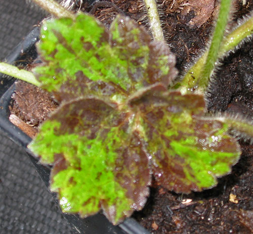 Ranunculus lanuginosus