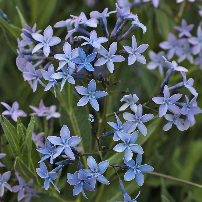 Amsonia orientalis - The Plantsman's Preference