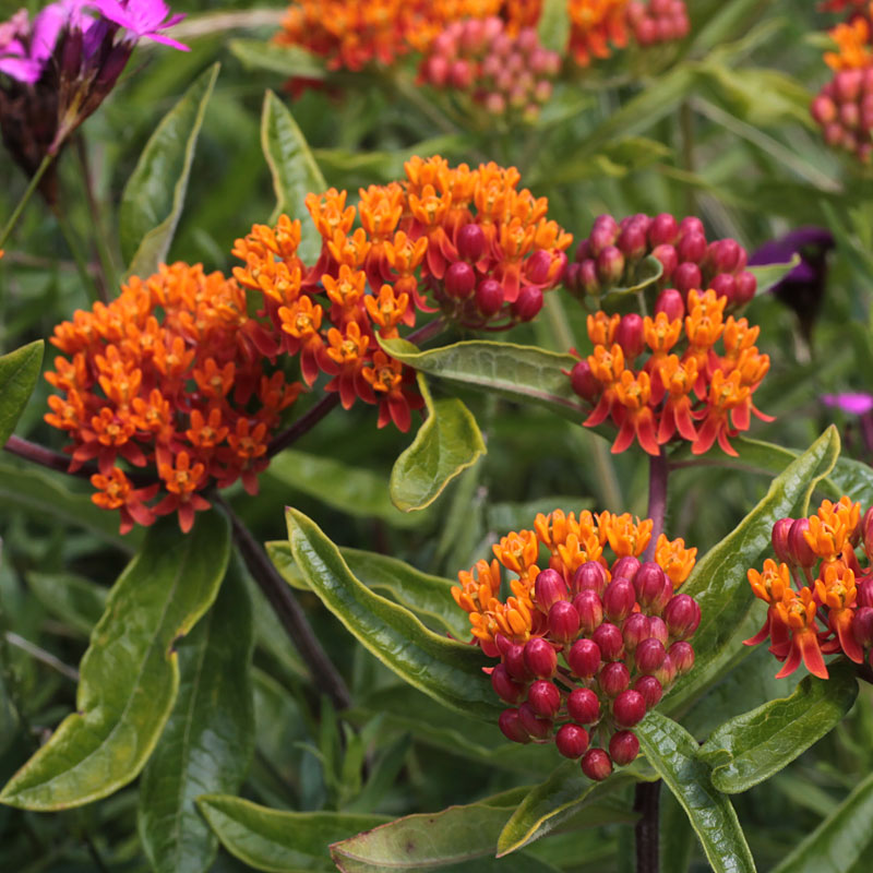 Asclepias Tuberosa The Plantsman S Preference