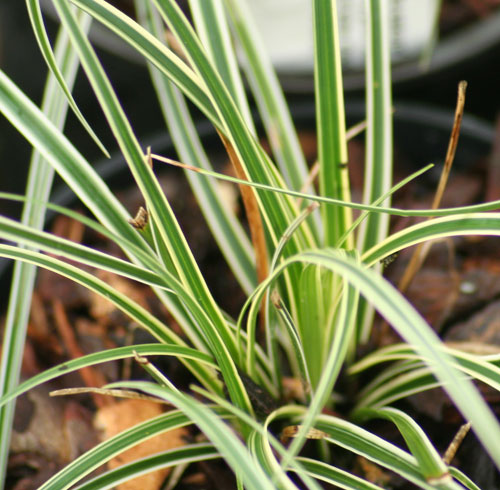 Carex conica 'Kiku-sakura'