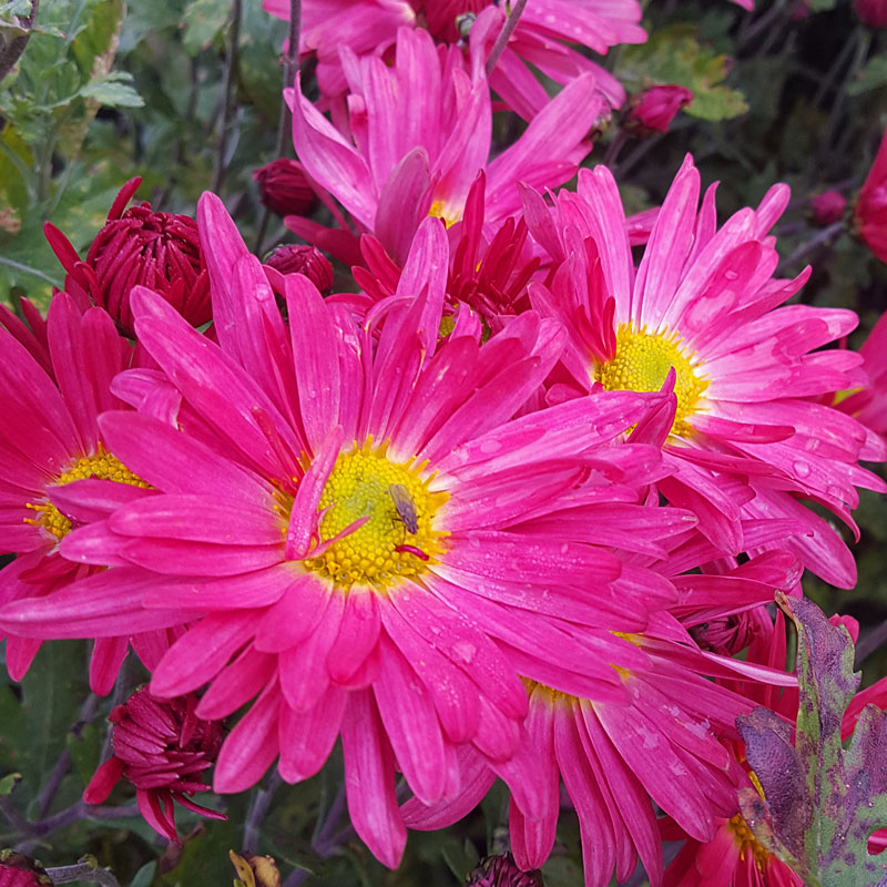 Chrysanthemum 'Mrs Jessie Cooper No2'