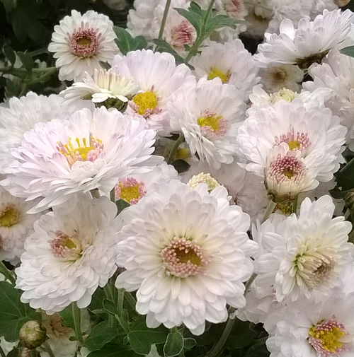 Chrysanthemum 'Purleigh White'