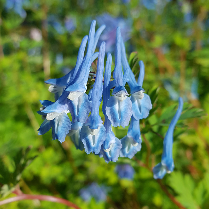Corydalis 'Wildside Blue'