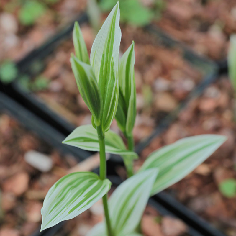 Disporum sessile 'Variegatum' - The Plantsman's Preference