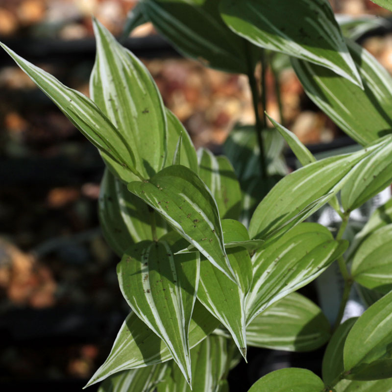 Disporum sessile 'Variegatum' - The Plantsman's Preference