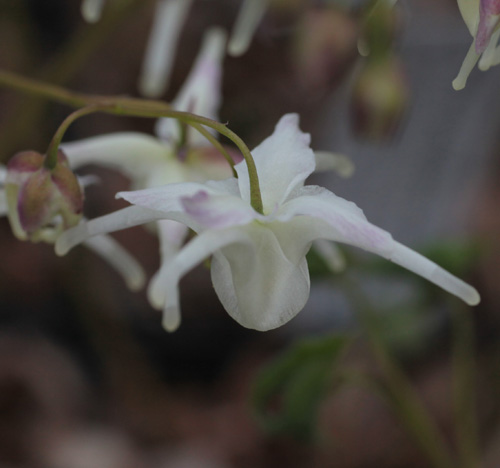 Epimedium grandiflorum 'White Queen'