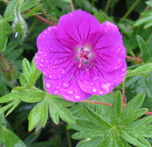 Geranium 'Khan' - Geranium sanguineum x ?Geranium wlassovianum