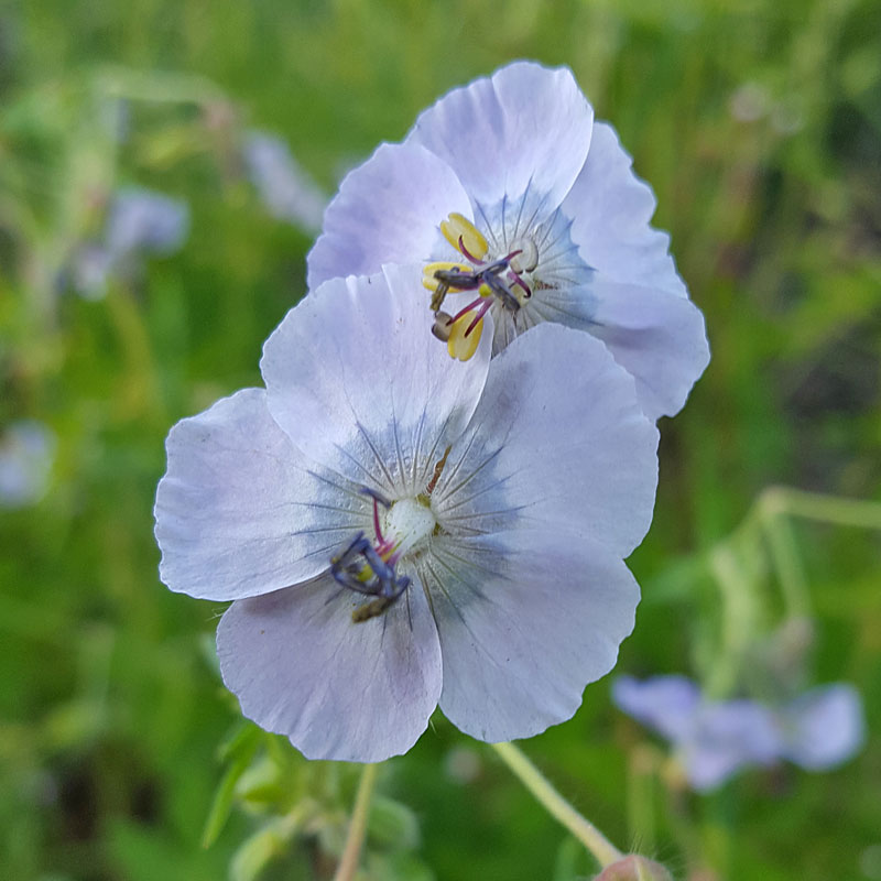 Dusky cranesbill 'Waterer's Blue'