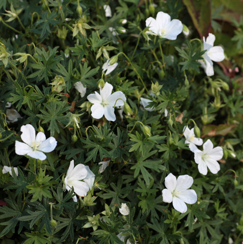 Geranium sanguineum 'Album'