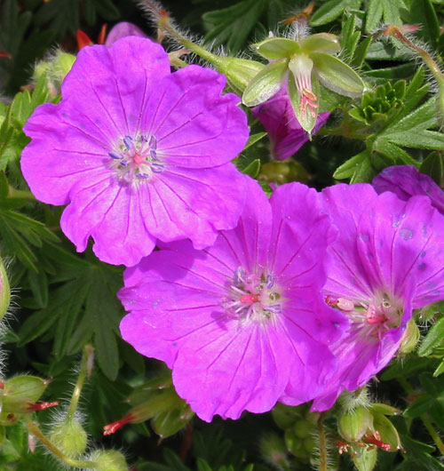 Geranium sanguineum 'John Elsley'