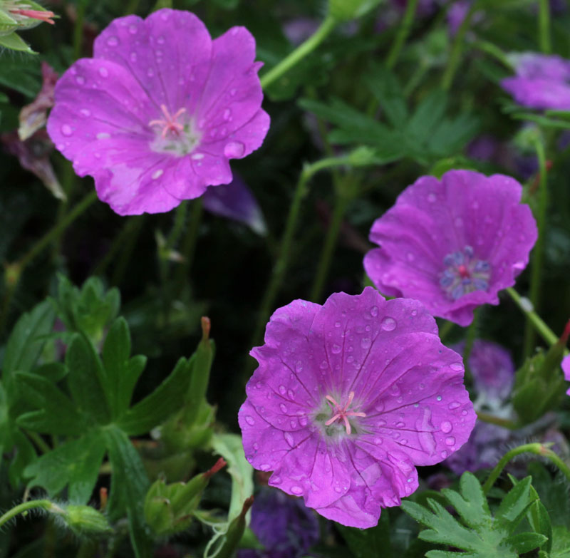 Geranium sanguineum 'Max Frei'