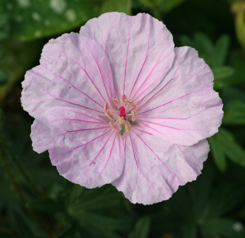 Geranium sanguineum var. striatum