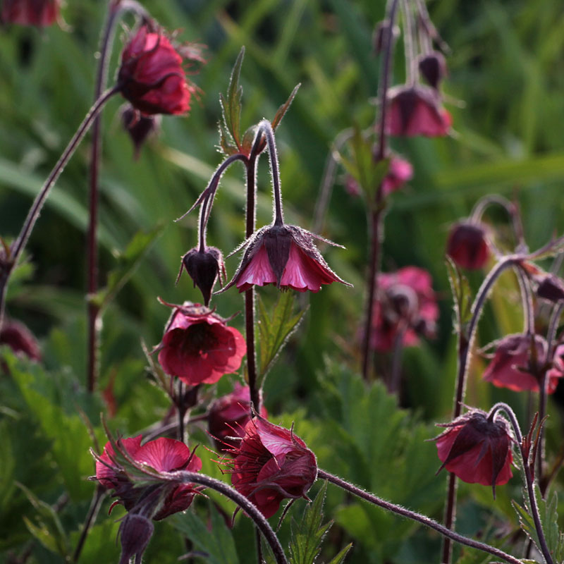 Geum rivale 'Leonard's Variety' - The Plantsman's Preference