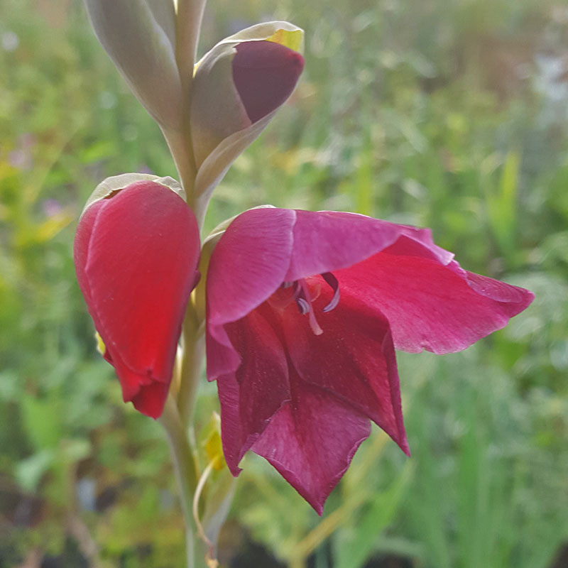 Gladiolus 'Ruby' (papilio hybrid)