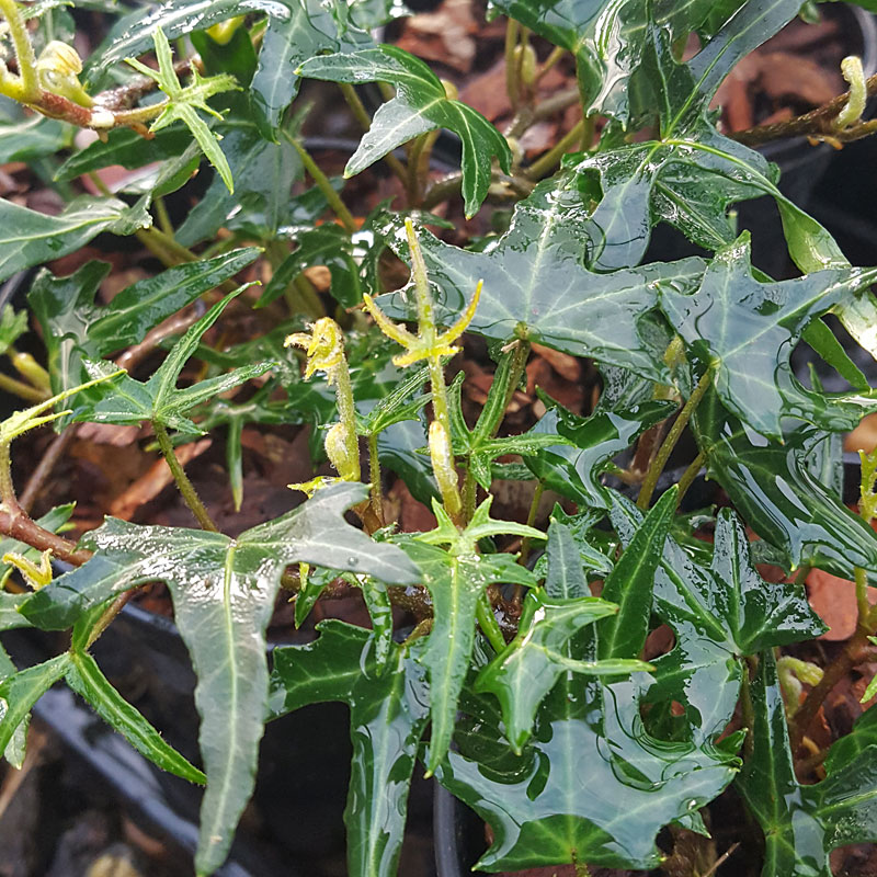 Hedera helix 'Koniger's Auslese'