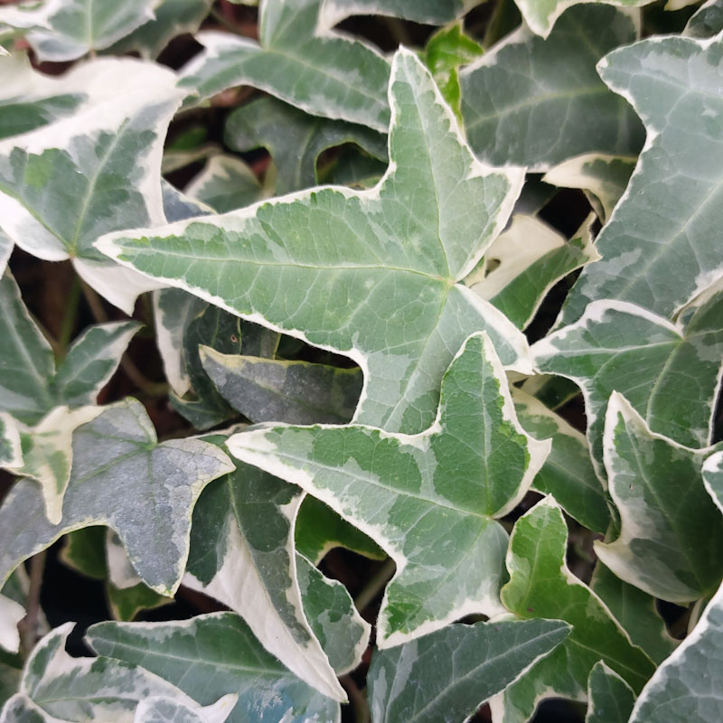 Hedera helix 'Silver King'