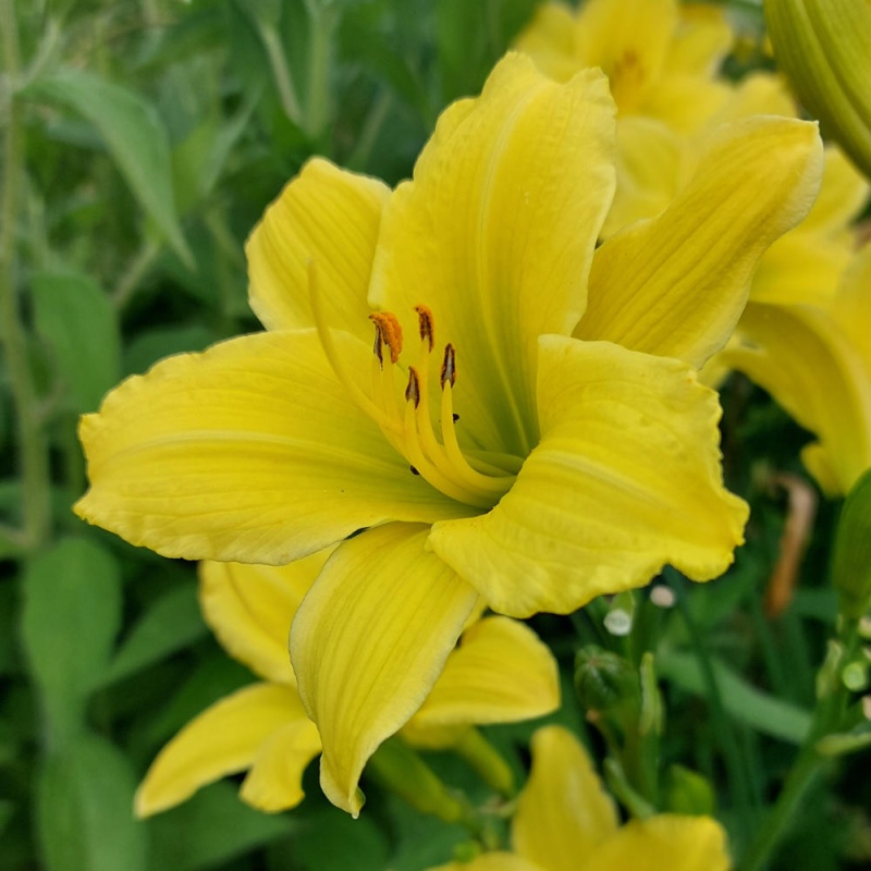 Hemerocallis 'Green Flutter' - The Plantsman's Preference
