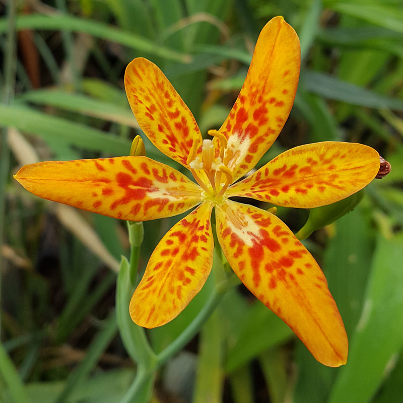 Iris domestica