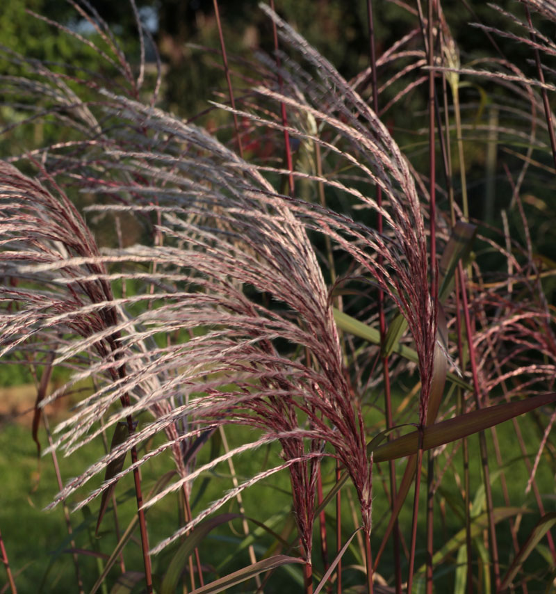 Miscanthus 'Memory' - Hardy Geraniums, Ornamental Grasses ...