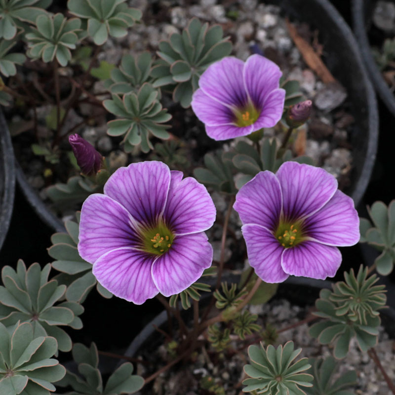 Oxalis enneaphylla ssp. ibari The Plantsman's Preference