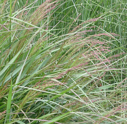 Panicum virgatum 'Rotstrahlbusch' - Hardy Geraniums, Ornamental Grasses ...