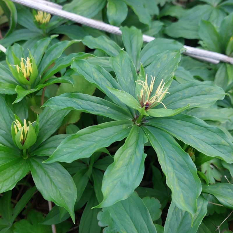 Paris incompleta - The Plantsman's Preference