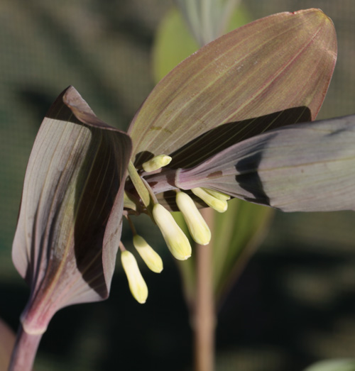 Polygonatum x hybridum 'Betburg'